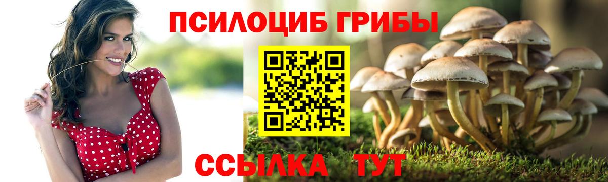 Псилоцибиновые грибы Cubensis Лесозаводск